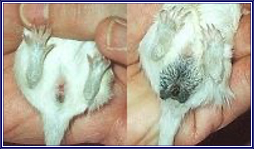 <p>Distinguishing feature when sexing gerbils.</p>