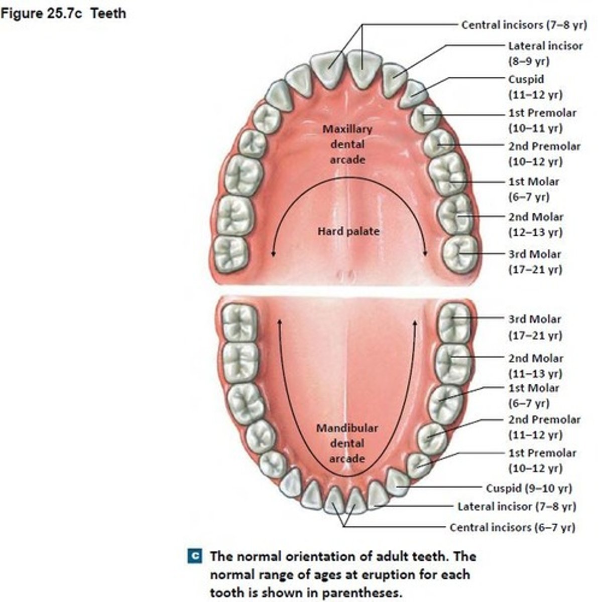 <p>The hard structures in the mouth used for biting and chewing. (32 total in adults)</p>