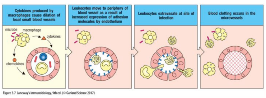 <p>tissue resident cells detect cellular/tissue damage and microorganisms, induce an inflammatory response to contain the infection by producing cytokines and other mediators</p>