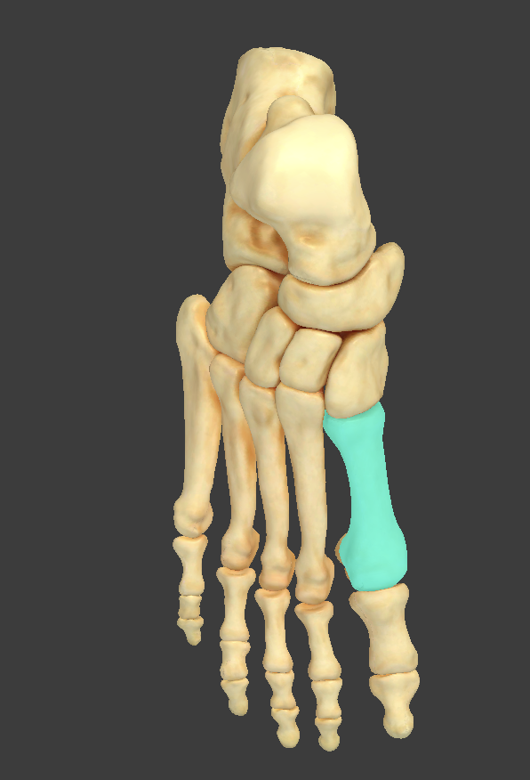 <p>Metatarsal 1</p>