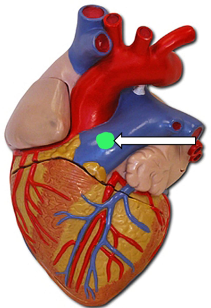 <p>name the structure</p>