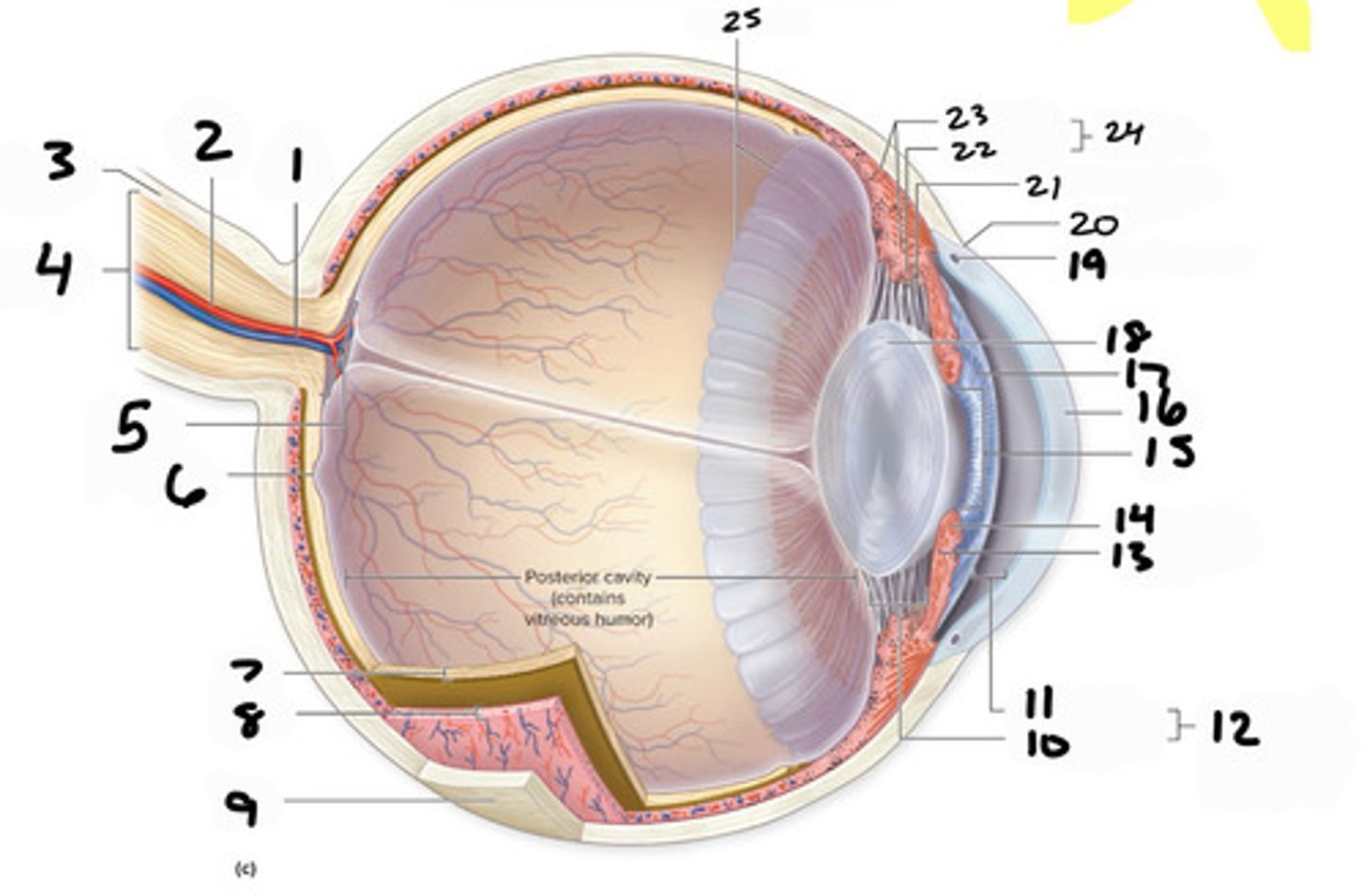 <p>13</p>