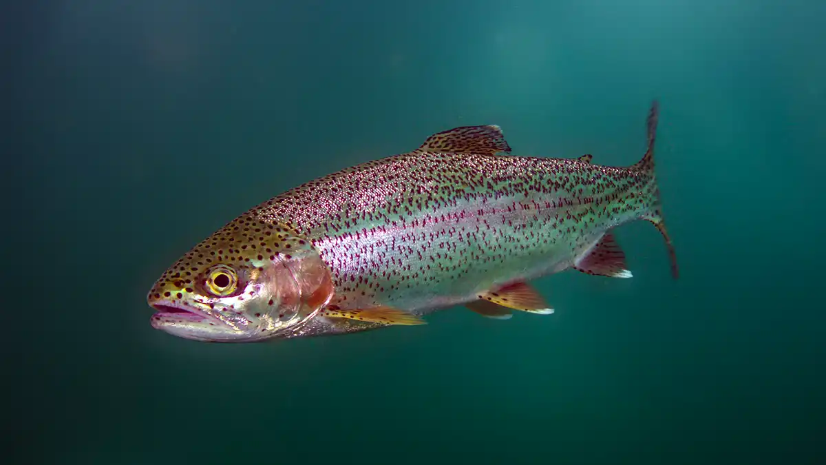 <p>Trout</p>