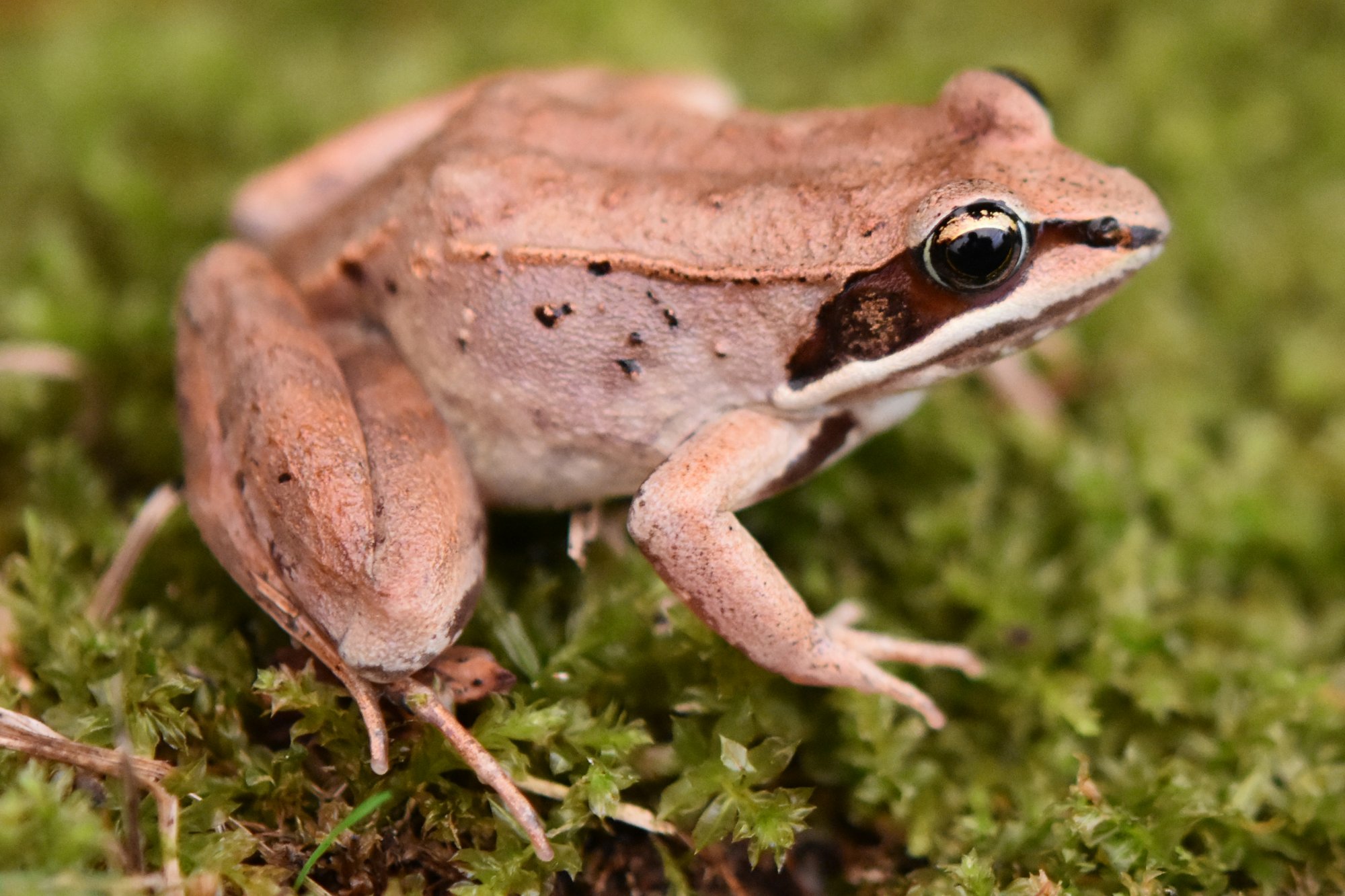 <p>Wood Frog</p>