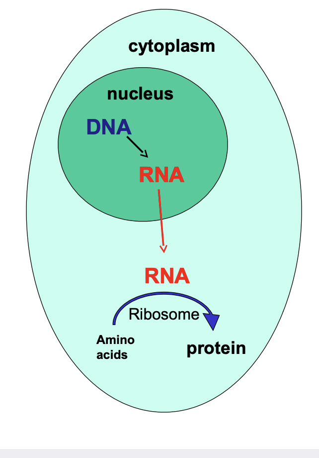 <ul><li><p>information flow from gene to protein</p></li><li><p>DNA is in the nucleus but proteins are manufactured in the cytoplasm by ribosomes</p></li><li><p>RNA transfers the genetic information from the nucleus to the cytoplasm (where proteins are made)</p></li></ul>