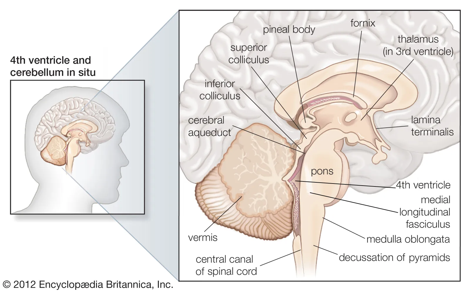 <p><strong>Superior olivary nucleus</strong> (auditory),<strong> locus coeruleus</strong> (attention). Cranial nerves 5, 6, 7, 8, 9, 10. Attention isn’t just a higher order function</p>