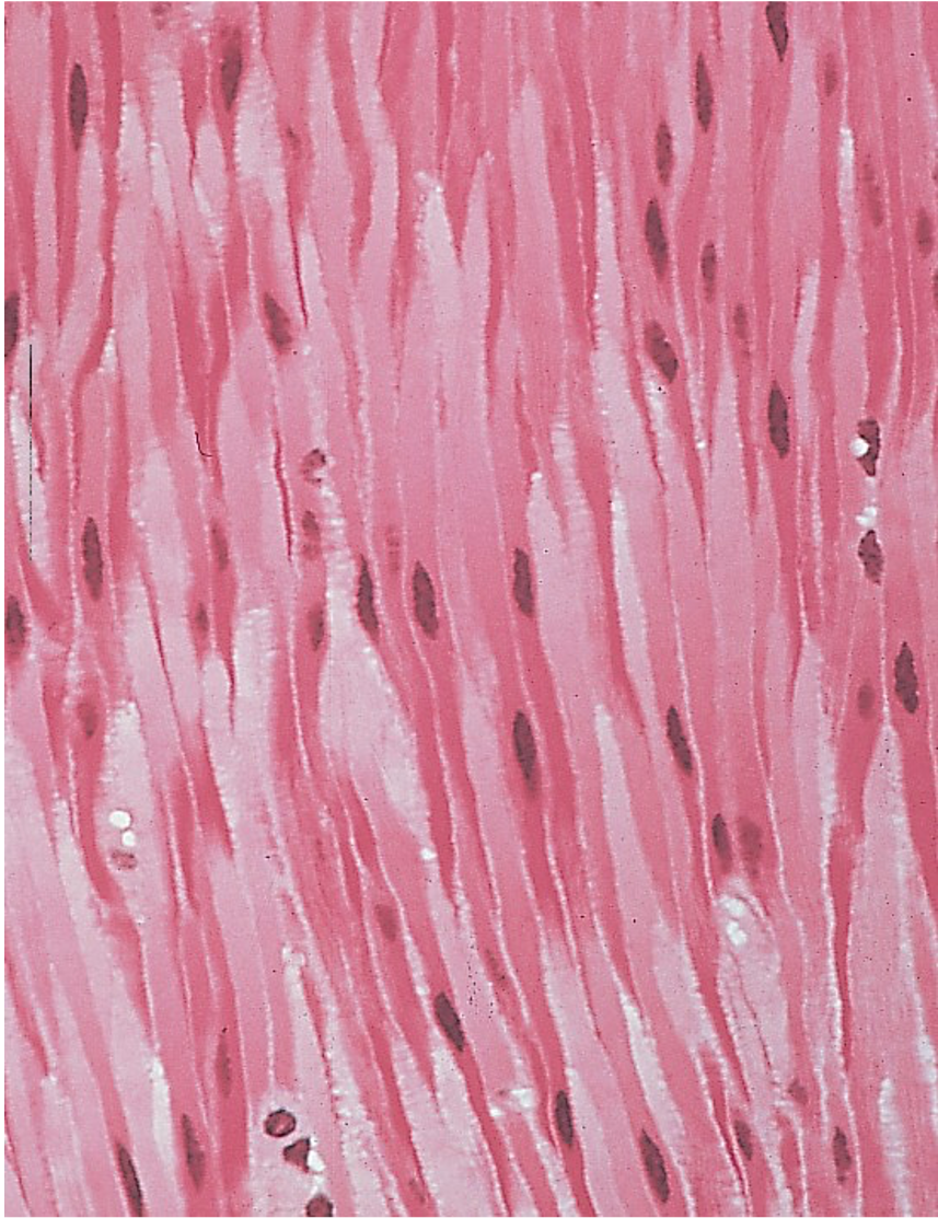 unstriated, involuntary, spindle-shaped

walls of hallow organs (movement of contents with hollow organs)