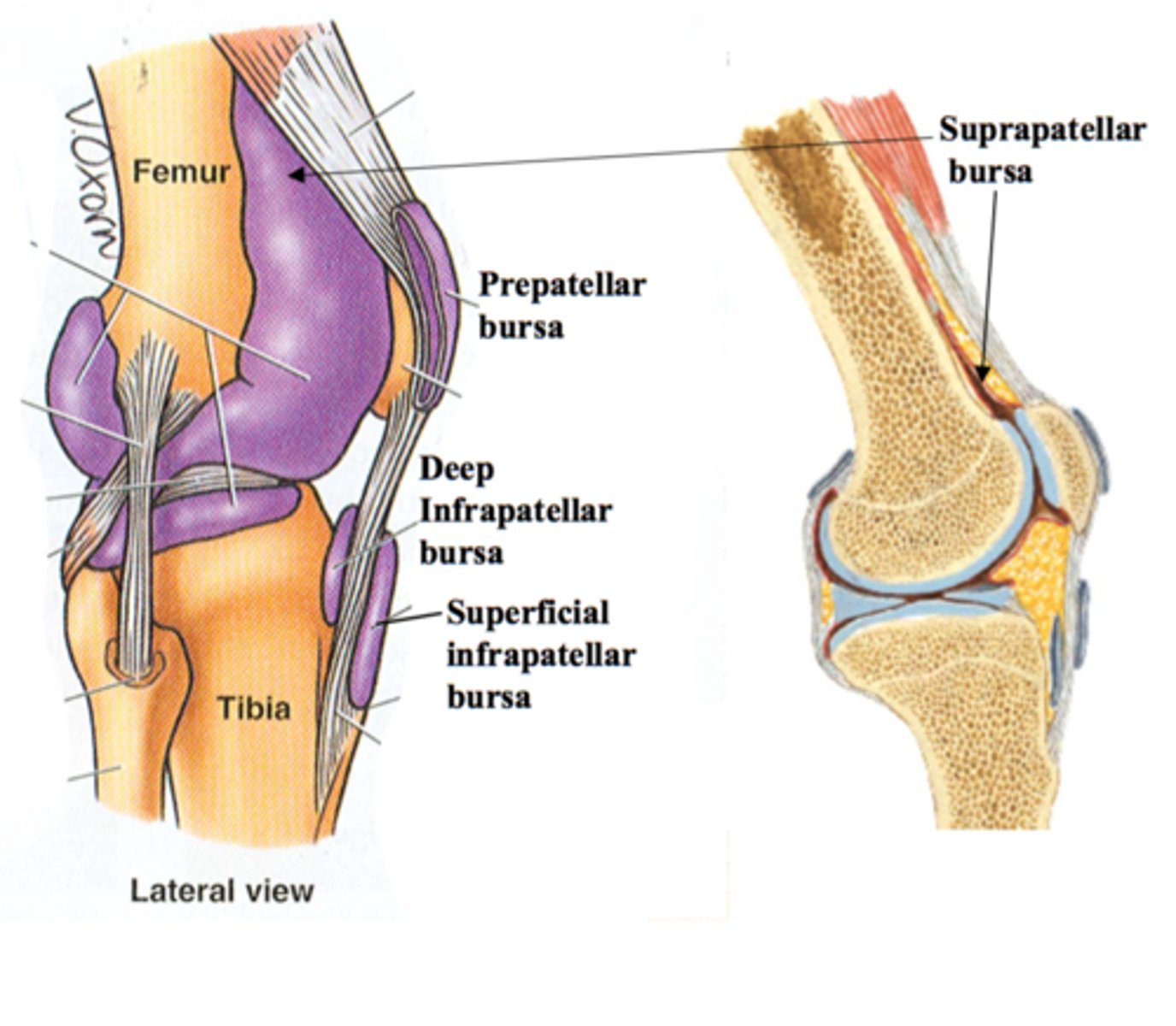 <p>One of the four anterior bursae of the knee joint.</p>
