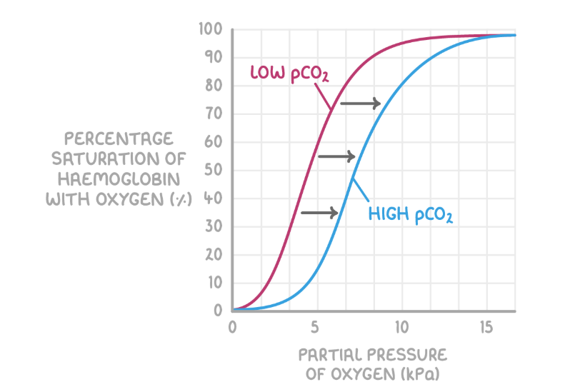 <p><strong>Bohr effect</strong></p><p>-when pCO<sub>2</sub> is <strong>high</strong><sub>, </sub>haemoglobin has a <strong>low affinity</strong> for oxygen→ haemoglobin <u>releases</u> oxygen</p><p>-respiring tissue require <u>more oxygen for aerobic respiration</u>. When tissues <strong>respire</strong>, they produce <strong>more CO₂</strong>, which increases the pCO₂.This causes haemoglobin to release oxygen more easily.</p><p>-it shifts the oxygen dissociation curve to the <strong>right</strong> [still the same shape]</p>