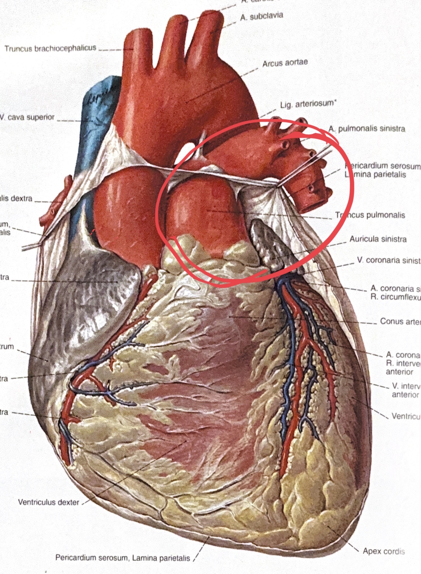 <p>Truncus pulmonaris</p>
