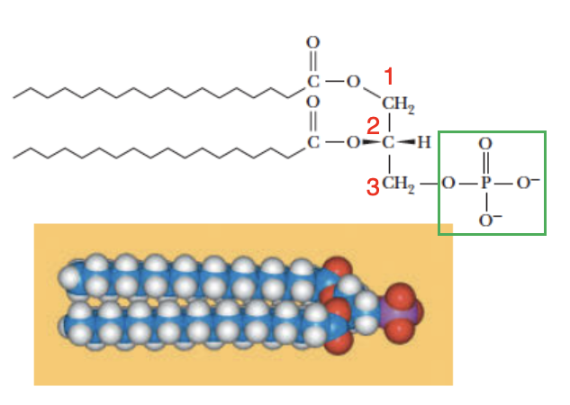 <p>Found in small amounts in most natural systems and is an important intermediate in the biosynthesis of the more common glycerophospholipids.</p>