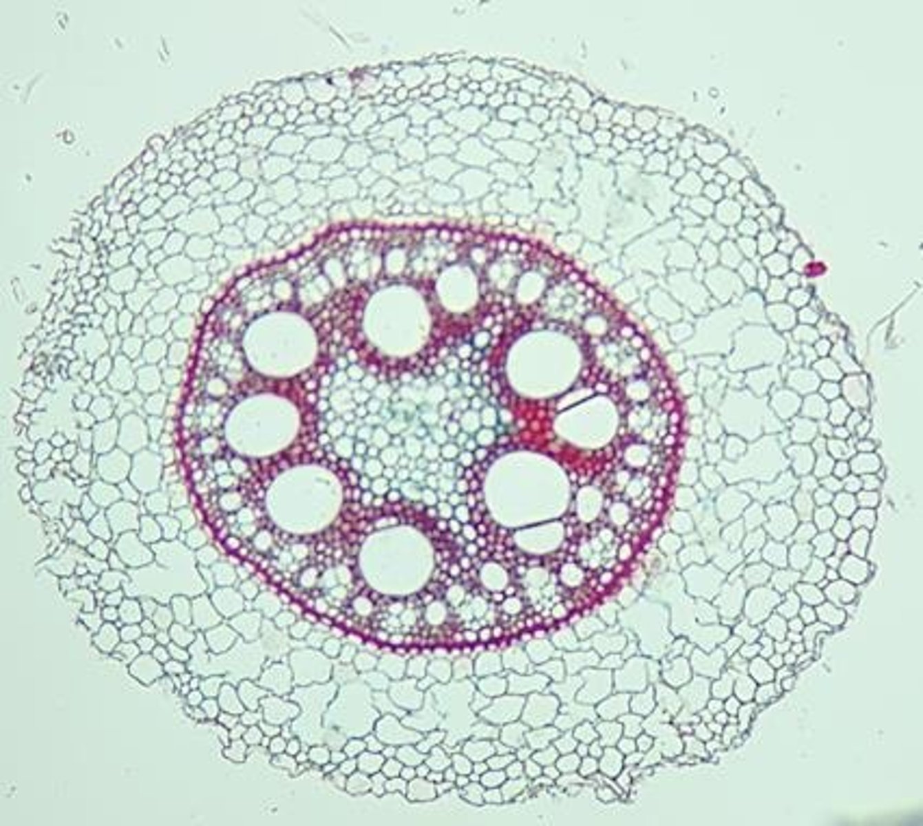 <p>A layer of cells just inside the endodermis that can give rise to lateral roots.</p>