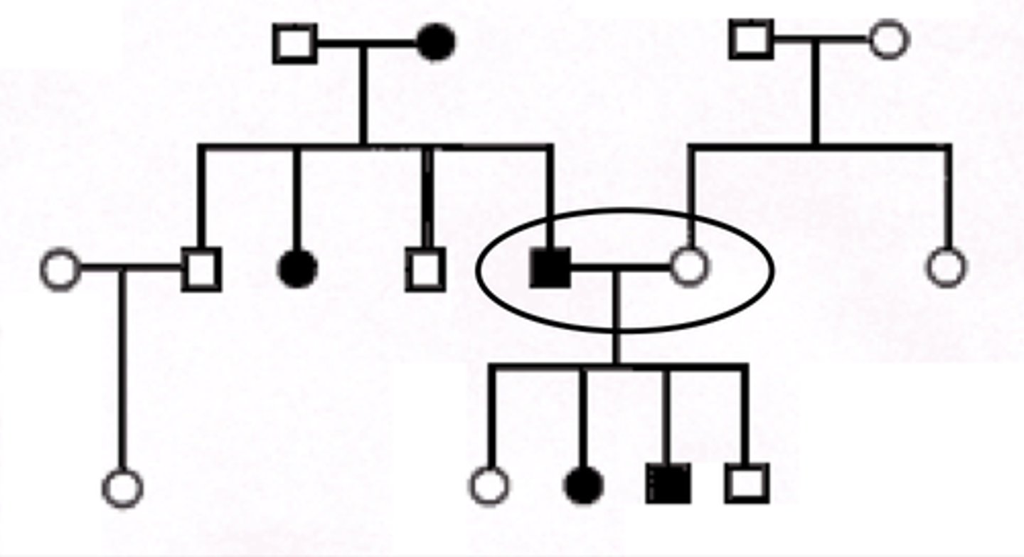 <p>In the pedigree seen here, what is the chance that the next child of the circled couple will be affected?</p>