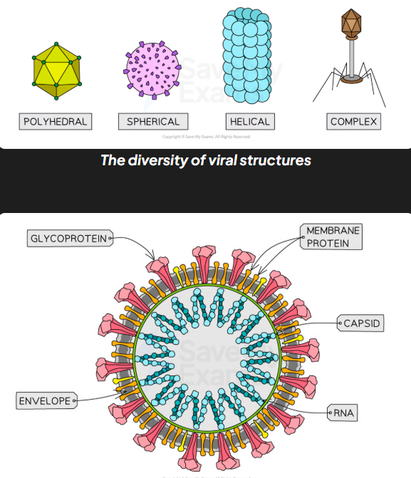 <ul><li><p>dna single stranded viruses</p></li><li><p>dna double stranded viruses</p></li><li><p>rna single stranded viruses (SARS-CoV-2)</p></li><li><p>rna double stranded viruses</p></li></ul><p></p>