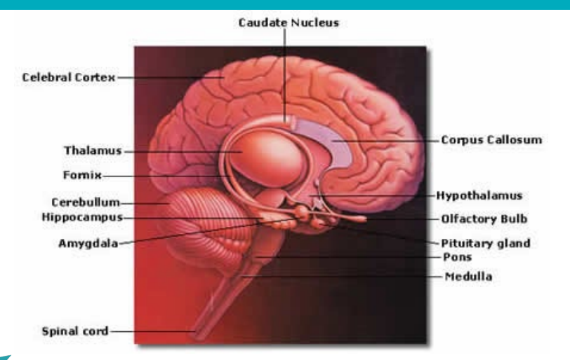 <p>Made of neurones called nuclei or areas</p><ul><li><p><span>As an endocrine organ that controls the anterior pituitary (AP; major function)</span></p></li><li><p><span>Via nerve fibres that innervate the posterior pituitary (PP)</span></p></li><li><p><span>Via autonomic innervations of more distant glands (adrenal medulla, pineal, kidney parathyroid, pancreatic islets)</span></p></li></ul><p></p>