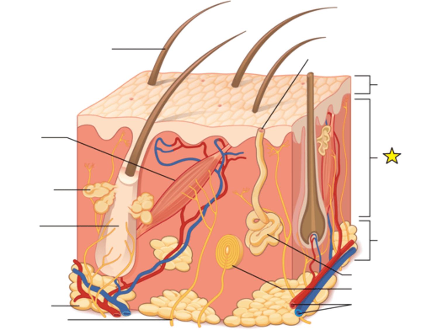 <p>The middle layer of skin. Contains hair follicles, collagen, blood vessels (vascular), nerve endings, glands, sensory receptors, and smooth muscle.</p>