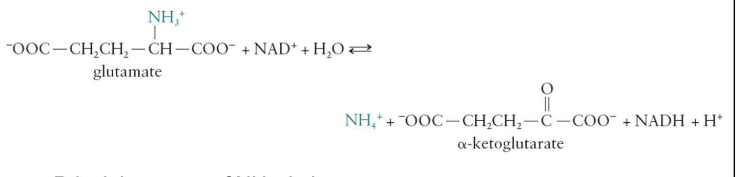 <ul><li><p>Removal of NH3+</p></li><li><p>Uses the glutamate produced in Stage 1</p><ul><li><p><strong>Glutamate dehydrogenase </strong>catalyzes the removal of the amino group from an ammonium ion and regenerates α-ketoglutarate</p></li></ul></li><li><p>main source of NH4+ in humans</p></li></ul><p></p>