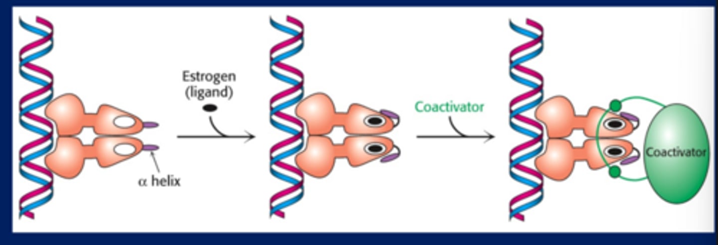 <p>-Receptor binds to DNA and then estrogen binds</p><p>-Coactivator must bind to estrogen receptor for expression to be turned on (without coactivator the receptor does not cause transcription)</p>