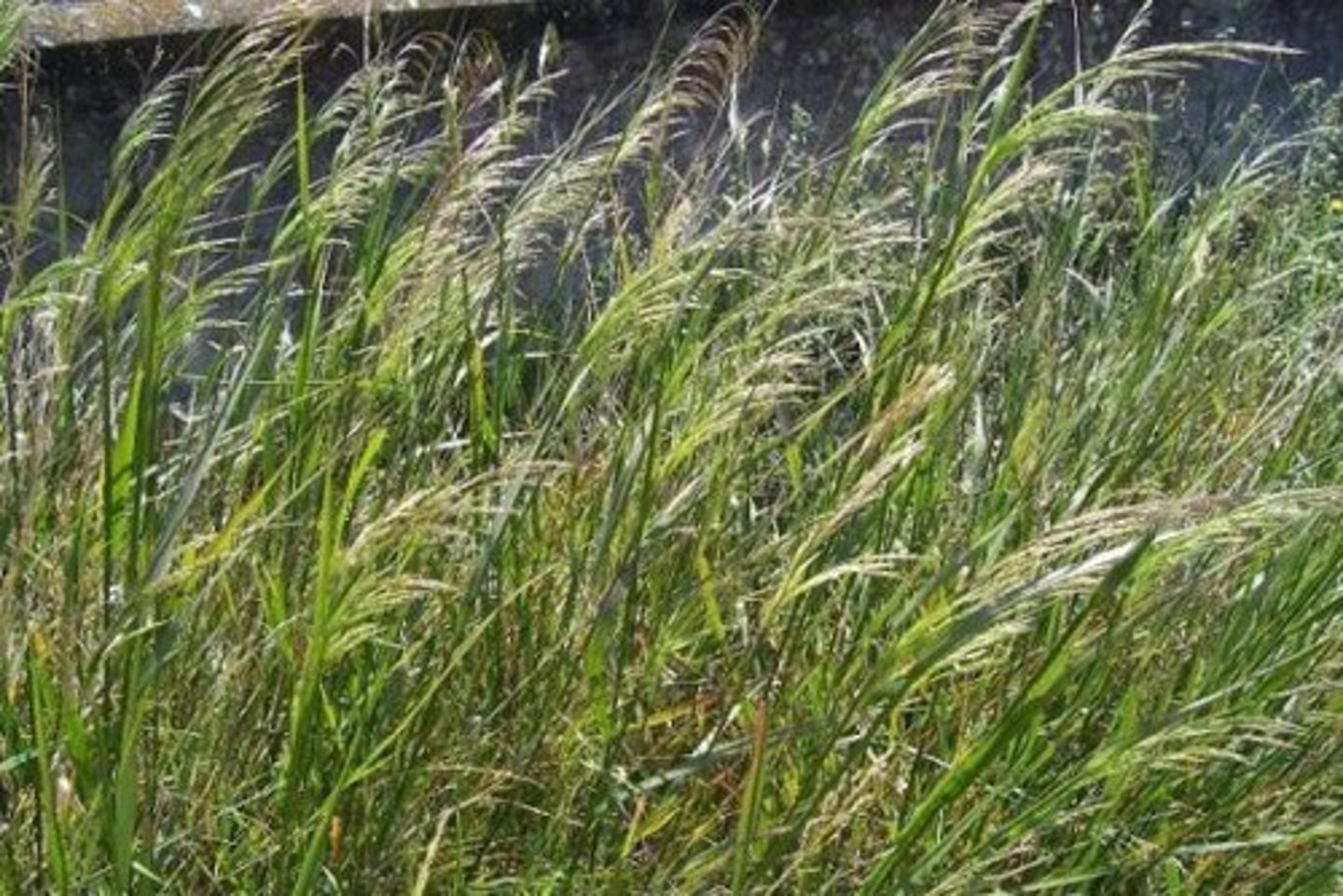<p>Smilo grass</p>