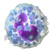 <p>Which granulocyte is described:</p><ul><li><p>Nuclei</p><ul><li><p>Constricted</p></li></ul></li></ul><ul><li><p>< 0.5% of WBCs - very low</p></li><li><p>Functions similar to eosinophils</p></li><li><p>Motile</p></li><li><p>Largest granulocyte</p></li></ul><p></p>