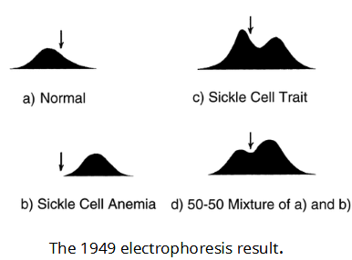 <p>Not only was Pauling's group able to demonstrate that patients with sickle cell anemia have a different type of hemoglobin than healthy individuals, but also that blood taken from patients affected with the sickle cell trait,  an asymptomatic form of the disease, contained a mixture of normal and defective hemoglobin in approximately equal amounts. They concluded that the sickle cell trait reflected a heterozygous condition, while sickle cell anemia reflected a homozygous one</p>