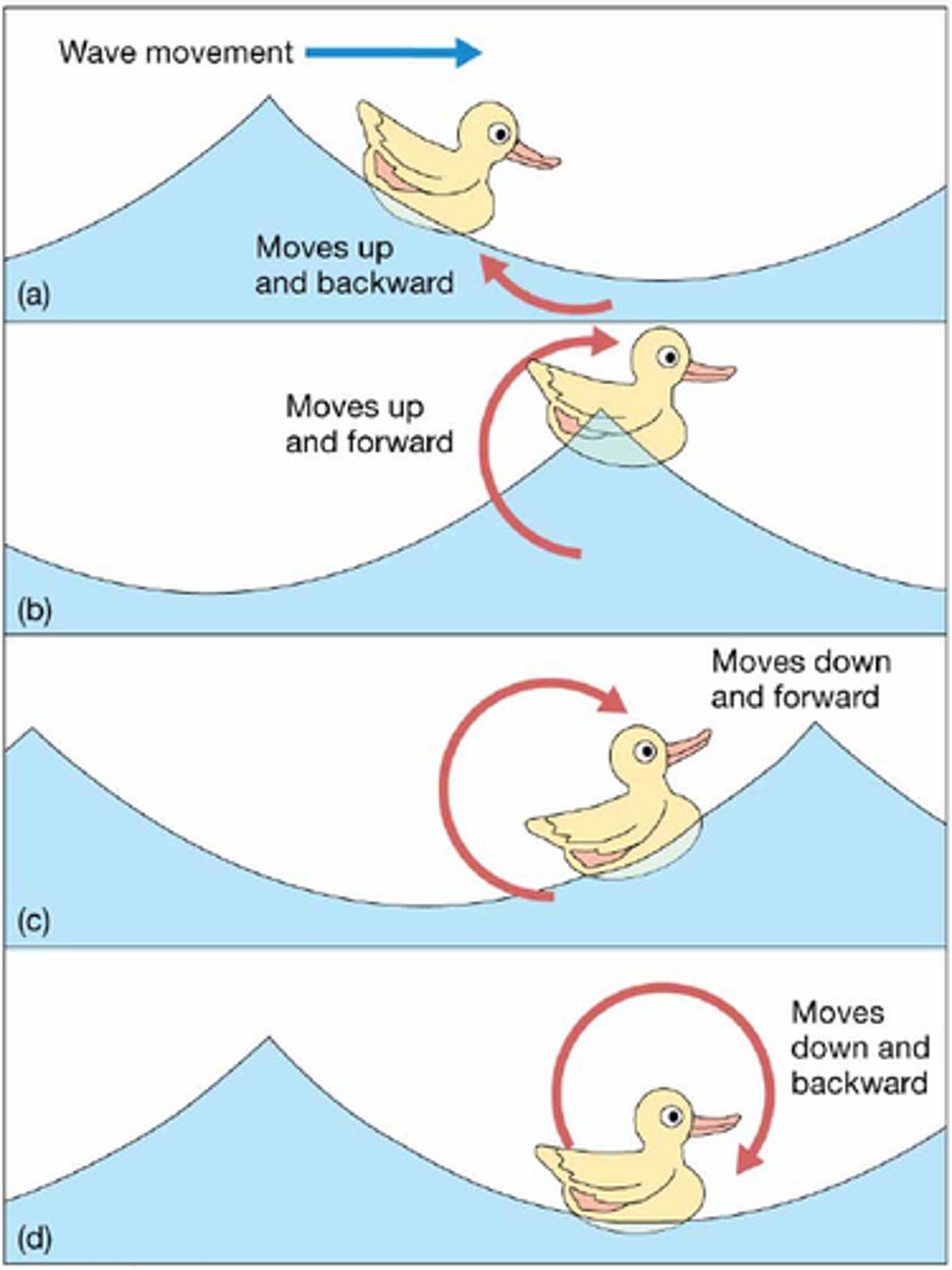 <p>circular motion; passing wave is transmitted down into water column</p>