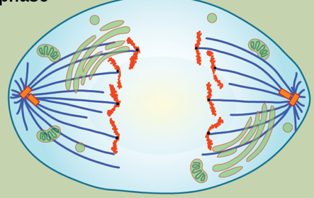 <p>Cohesion proteins degrade that allow chromatids to separate </p><p>Sister chromatids move in opposites directions toward Centrosomes </p><p>The cell elongates </p>