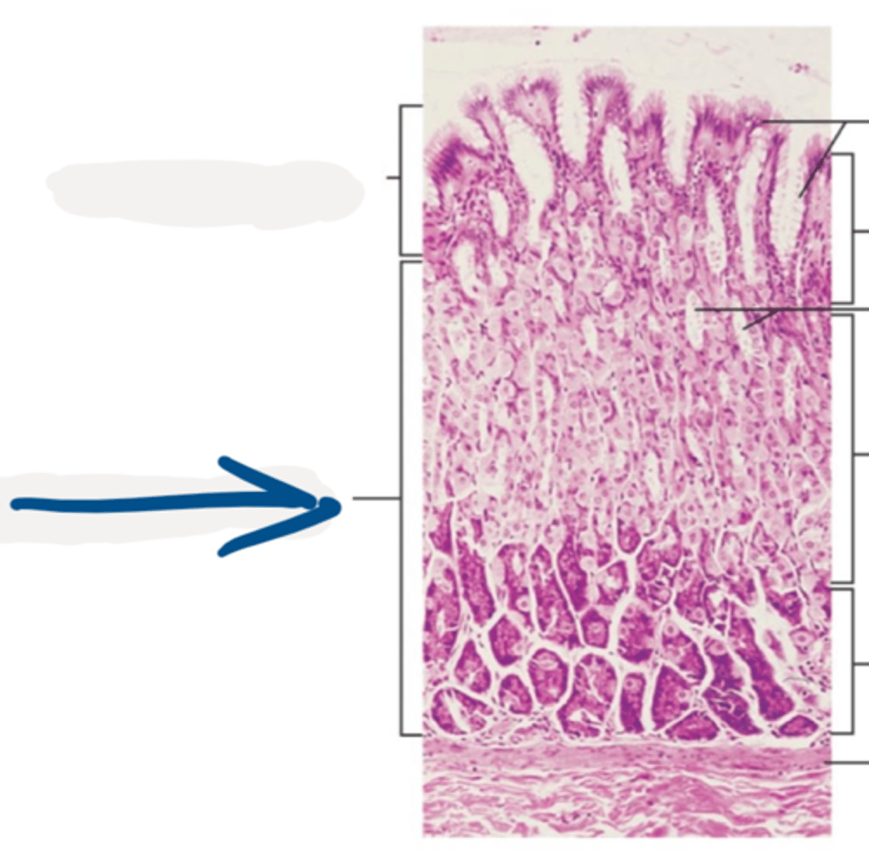 <p>____________ in the lamina propria of the stomach mucosa secrete pepsinogen, hydrochloric acid, and mucus</p>