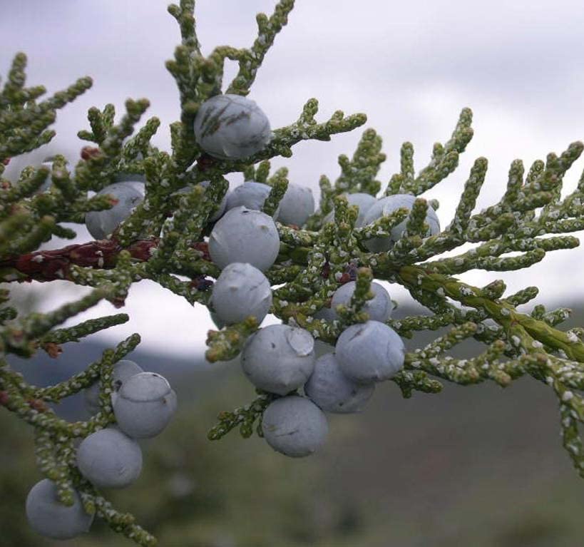 <p>rocky mountain juniper</p>