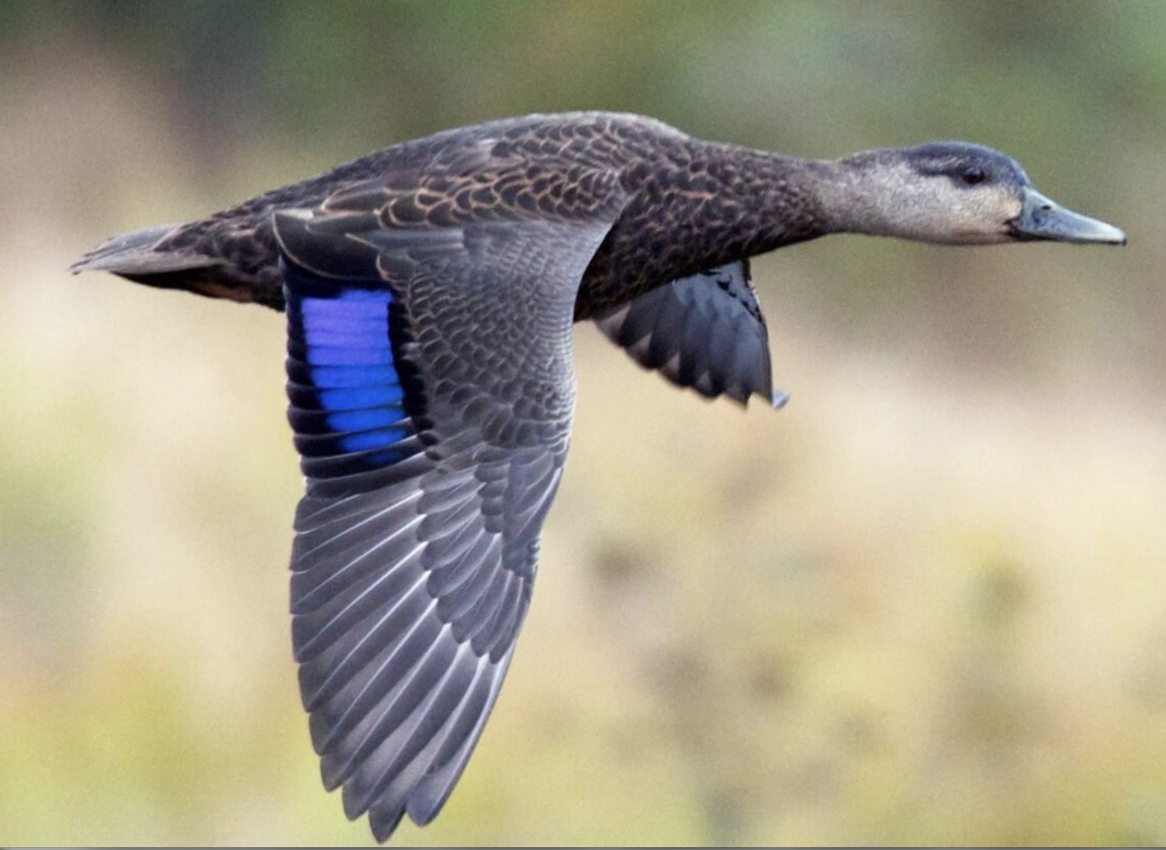 <p>American Black Duck</p><p>(bold solid color beak and speculum)</p><p>females have slightly olive colored beaks and males have yellow </p>