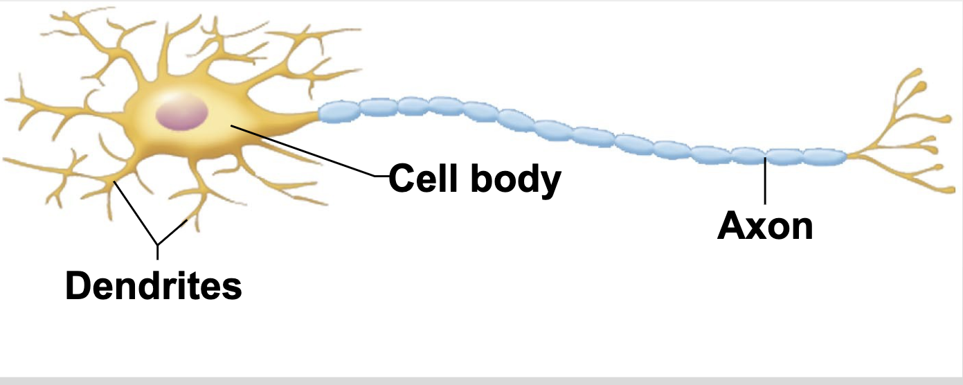 <p>-many extensions from the cell body</p><p>-most common</p><p>-mylenated</p>