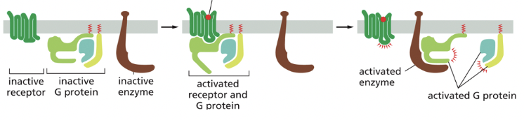 <p><strong>2/3 major classes of cell-surface receptor proteins!</strong></p><p>binding of a signaling molecule changes the conformation of the intracellular portion of the receptor, activating a G-protein (GTP binding protein) in the cytoplasm</p><ul><li><p>transmembrane proteins that have a receptor binding site on the extracellular side of the protein</p></li><li><p>binding of the ligand changes the 3D conformation of the protein, altering the structure on the cytoplasmic side</p></li></ul><p></p><p>membrane bound proteins that have several membrane spanning domains</p><ul><li><p>binding of ligand to the receptor causes change in the 3D conformation of the receptor so that it binds to an intracellular membrane associated <strong>heterotrimeric G-protein</strong> that is bound to GDP</p></li></ul><ul><li><p>when bound to receptor, the G-protein releases GDP & binds to GTP, becoming acting & leading to various downstream effects</p></li></ul><p></p>