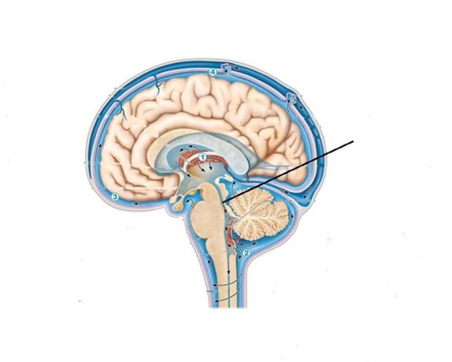 <p>A fluid-filled canal that runs through the midbrain connecting the third and fourth ventricles.</p>