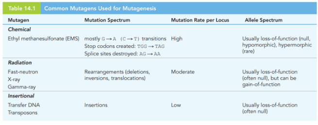 <ol><li><p>mutagenise germline of WT organism</p></li><li><p>self-fertilise or undertake crosses to produce homozygotes for mutation</p></li><li><p>screen for phenotypic changes of interest</p></li><li><p>map/sequence to identify impacted gene</p></li><li><p>use experiments to determine molecular role/interaction of impacted gene</p></li></ol><p></p>