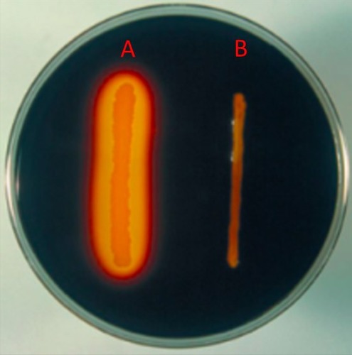 <ul><li><p>Detects the production of the exoenzyme <strong><u>amylase</u></strong></p><ul><li><p>This enzyme degrades starch (a polysaccharide)</p></li></ul></li><li><p>Flood plate w/ iodine after inoculation </p></li></ul><p></p>