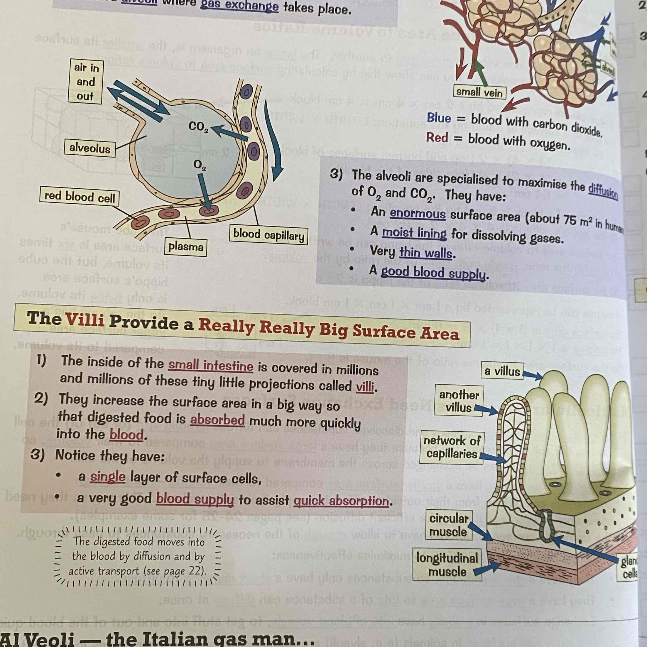 <p>The Alveoli and the Villi.</p><p>See image for more:</p>