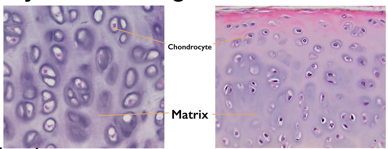 <p>Cartilage found in embryonic skeletons and joint cavities providing support and cushioning.</p>