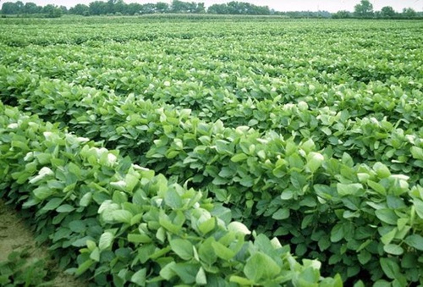 <p>They can be designed to be insect-resistant and reduce the need for pesticides.</p>