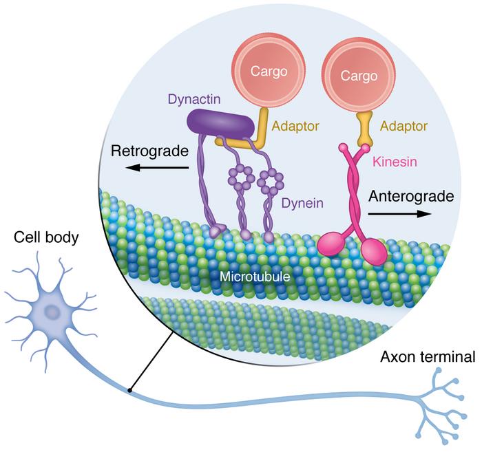 <p>One of two motor proteins associated with microtubules; Has two heads, one head attached to tubulin at all times; Involved in the sliding movement of cilia and flagella; Brings vesicles toward the negative end of the microtubule</p>