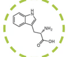 <p>tryptophan (trp, w)</p>