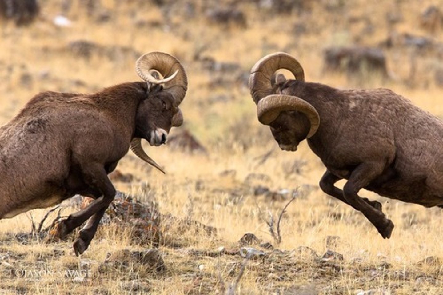 <p>term for any activities involving Fighting and aggressive displays between members of the same species</p>