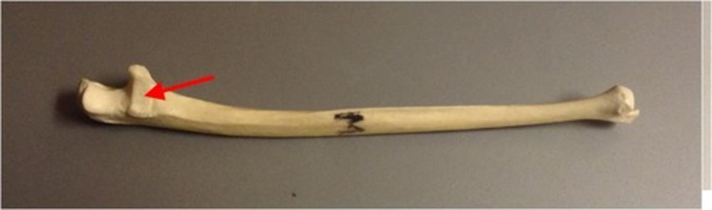 <p>ID indented structure</p>