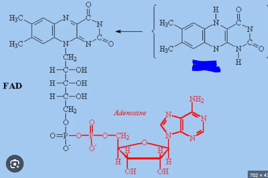 <p>A molecule composed after one cycle of the Krebs cycle.</p>