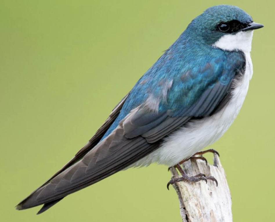 <p>bird?</p>
