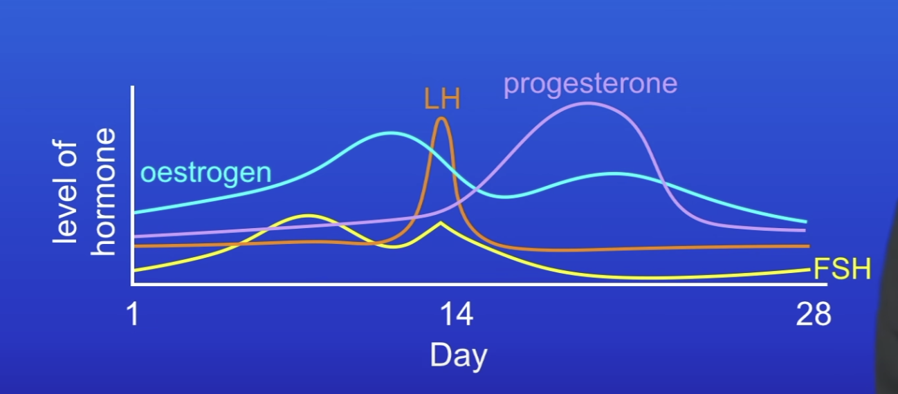 <p>Graphs of hormones during the menstrual cycle</p>