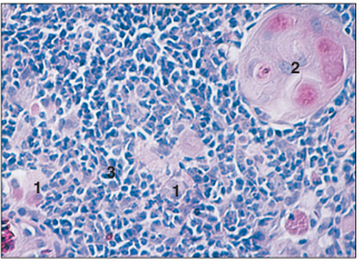 <p>name of histologic slide:</p><p>Specie:</p><p>Parts</p><p>1.__ 2.__ 3.__ </p><p>Stain used:</p>