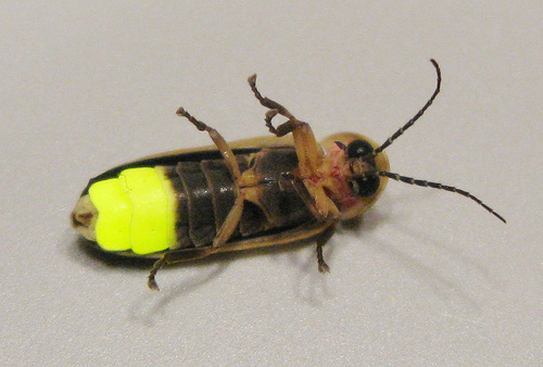 <p>Fireflies</p><p>Order Coleoptera</p>