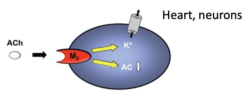 <p>Example circuitry?</p>