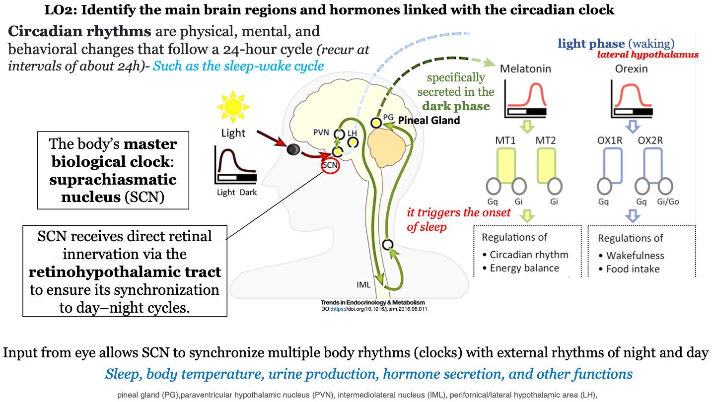 orexin is secreted by the lateral hypothalamus 