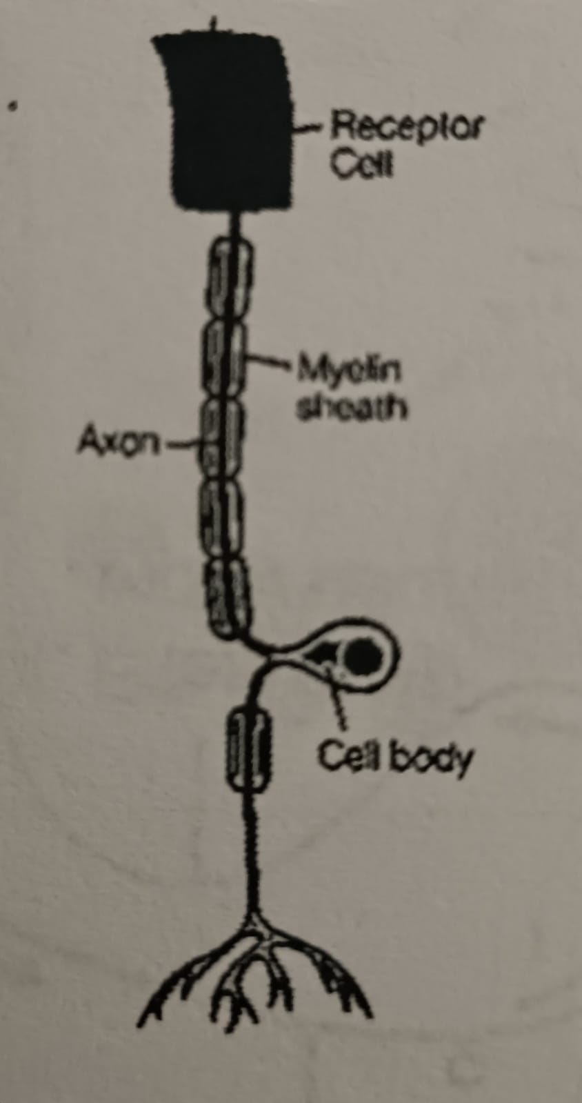 Send information gathered by receptors from internal and external stimuli to the brain.
- located in the skin, eyes and ears
